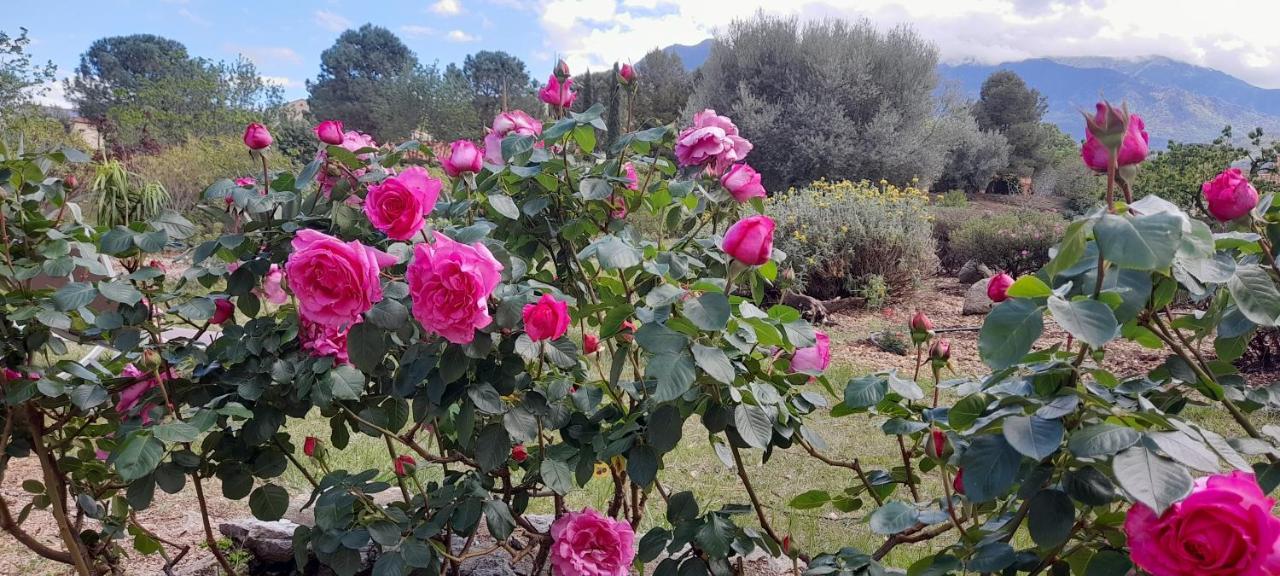 Castell Rose Bed & Breakfast Prades  Eksteriør bilde